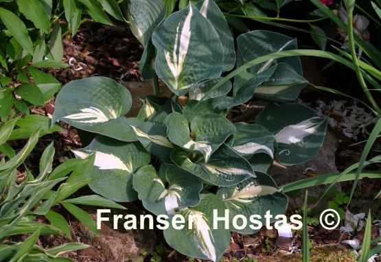 Hosta Half and Half